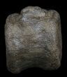 Edmontosaurus (Hadrosaur) Vertebrae - Montana #35955-3